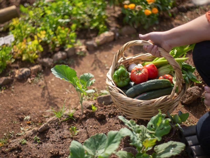 Edible Landscapes: Growing Your Own Food in Massachusetts