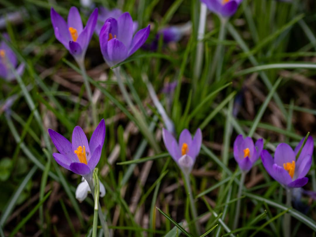 Explore the Best Perennial Flowers for Continuous Blooms