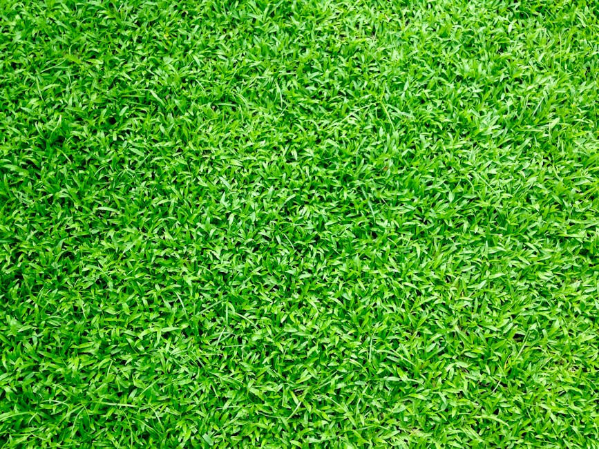 DIY Sod Laying: Everything You Need to Know for a Green Lawn