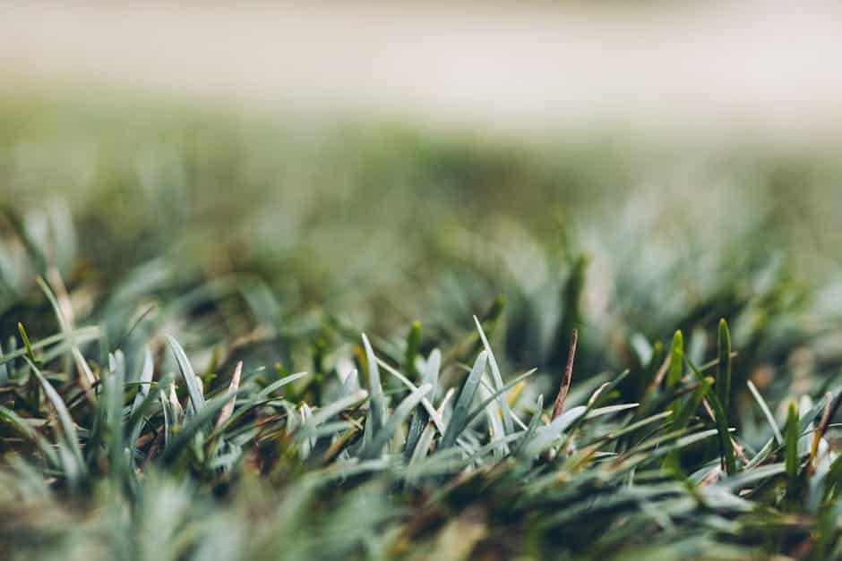 The Ultimate Guide to Maintaining New Sod for a Lush Lawn