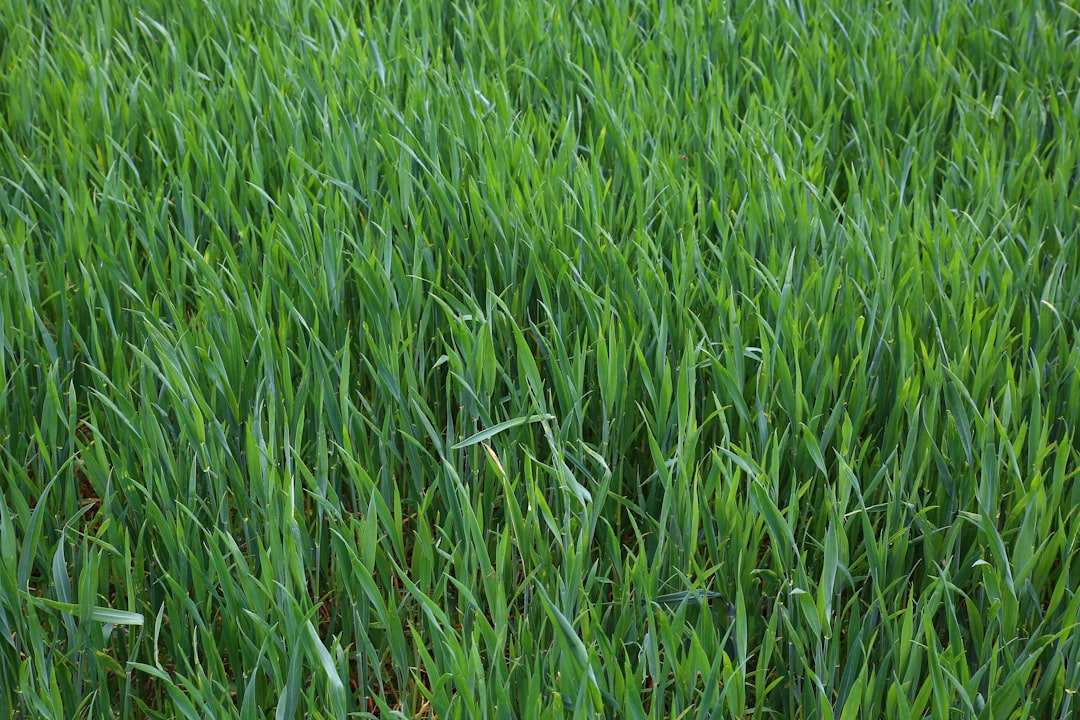 Grass Cutting Services That Transform Your Lawn From Messy to Manicured Grass Cutting Services That Transform Your Lawn From Messy to Manicured