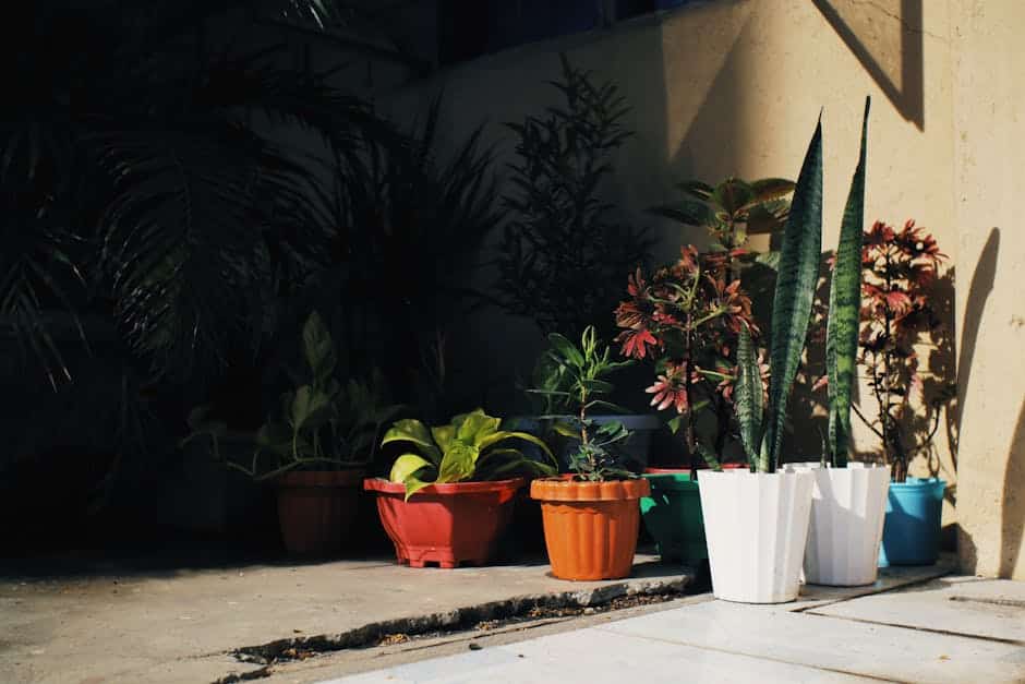 Plant Parenthood Made Easy – 15 Low Maintenance Plants You’ll Love