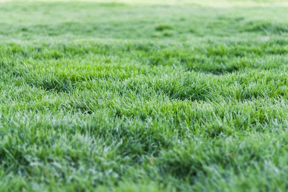 How to Install a New Lawn: 5 Methods That Guarantee Results