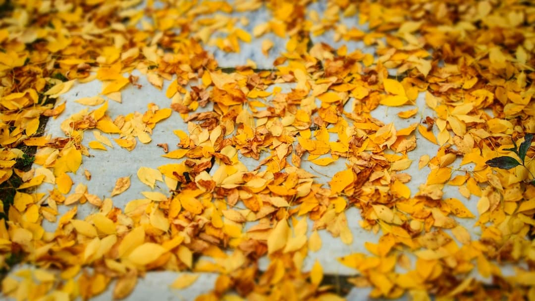 Fall Leaf Cleanup Pricing: From $150 to $1000 – What’s Fair?