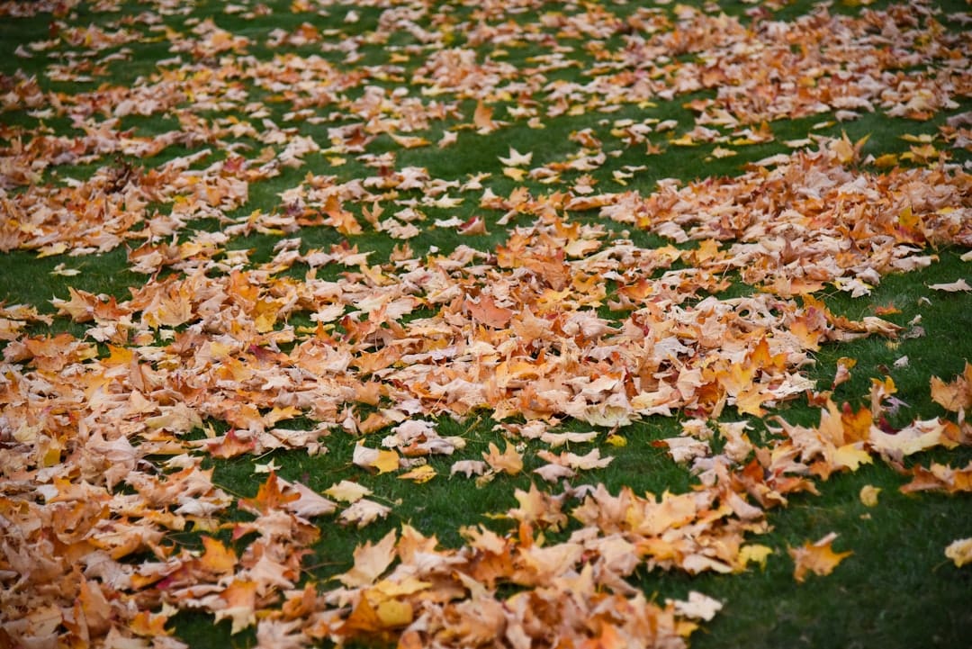 Leaf It to the Experts: Professional Lawn Leaf Clean Up Strategies