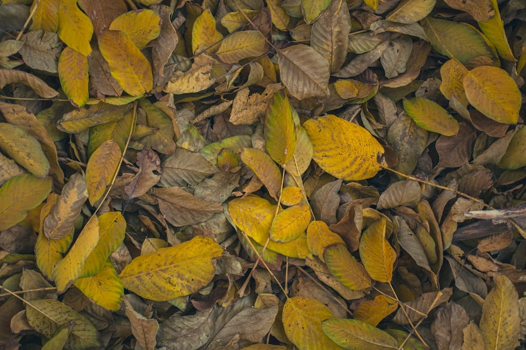 Rake No More: Best Leaf Cleaning Services Near You Rake No More: Best Leaf Cleaning Services Near You