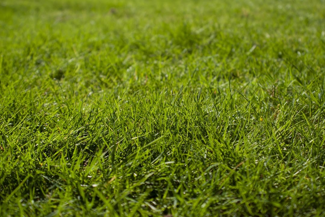 The Complete Guide to Granular Lawn Fertilizer The Complete Guide to Granular Lawn Fertilizer